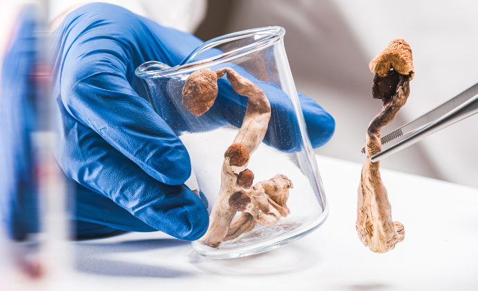 Mushroom in lab