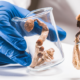 Mushroom in lab