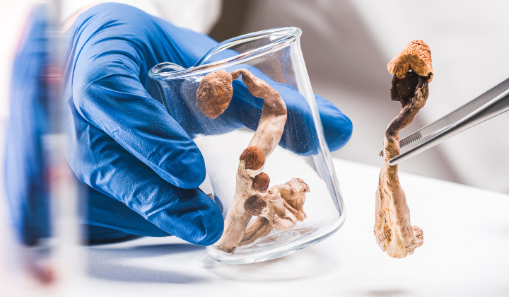 Mushroom in lab